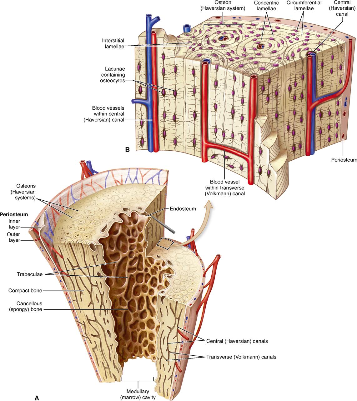 Skeletal Tissues | Basicmedical Key