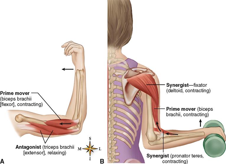 Hip Flexion Agonist Muscle The Hip Flexor