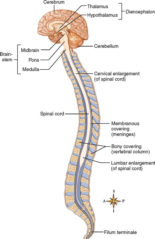 Central Nervous System | Basicmedical Key