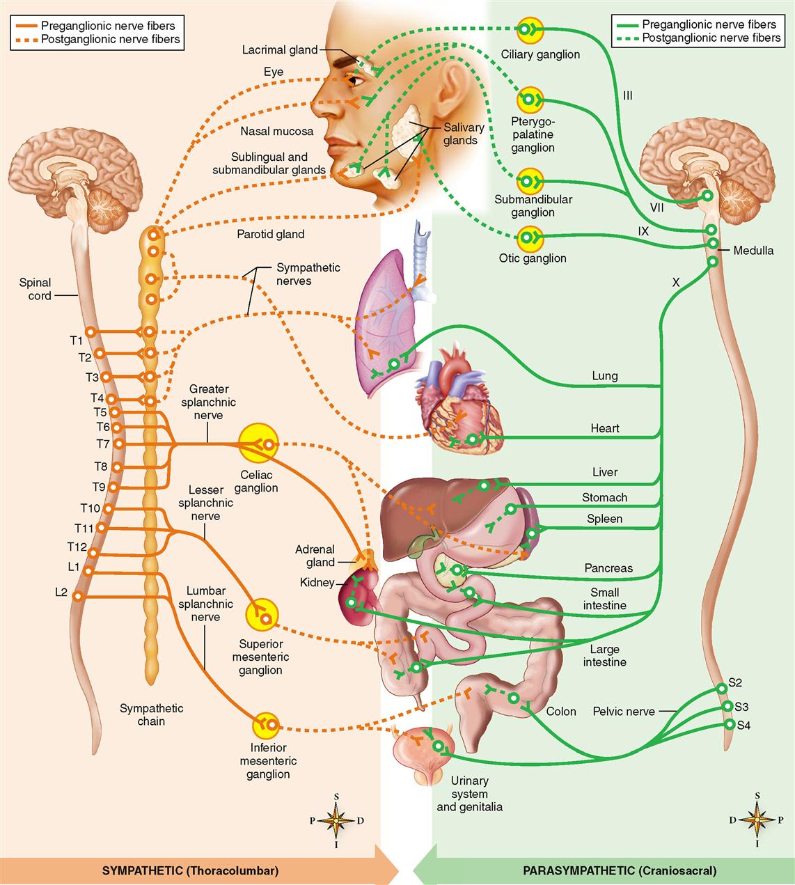 Autonomic Nervous System | Basicmedical Key