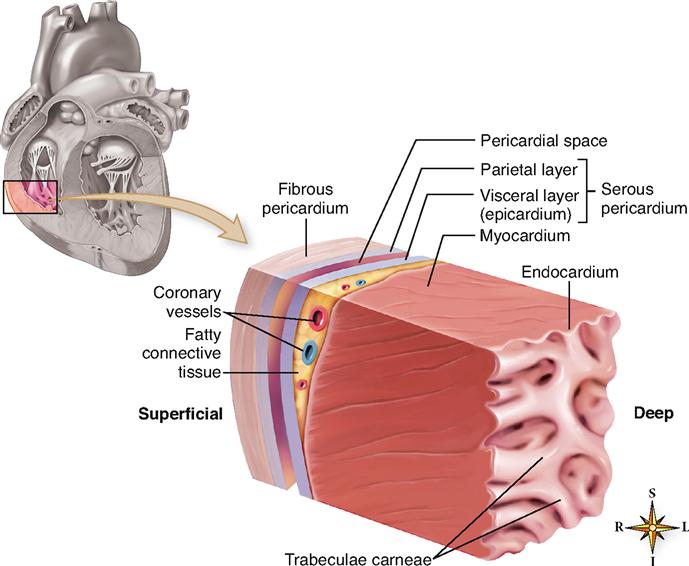 Anatomy of the Cardiovascular System | Basicmedical Key