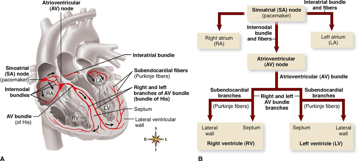 Physiology Of The Cardiovascular System Basicmedical Key