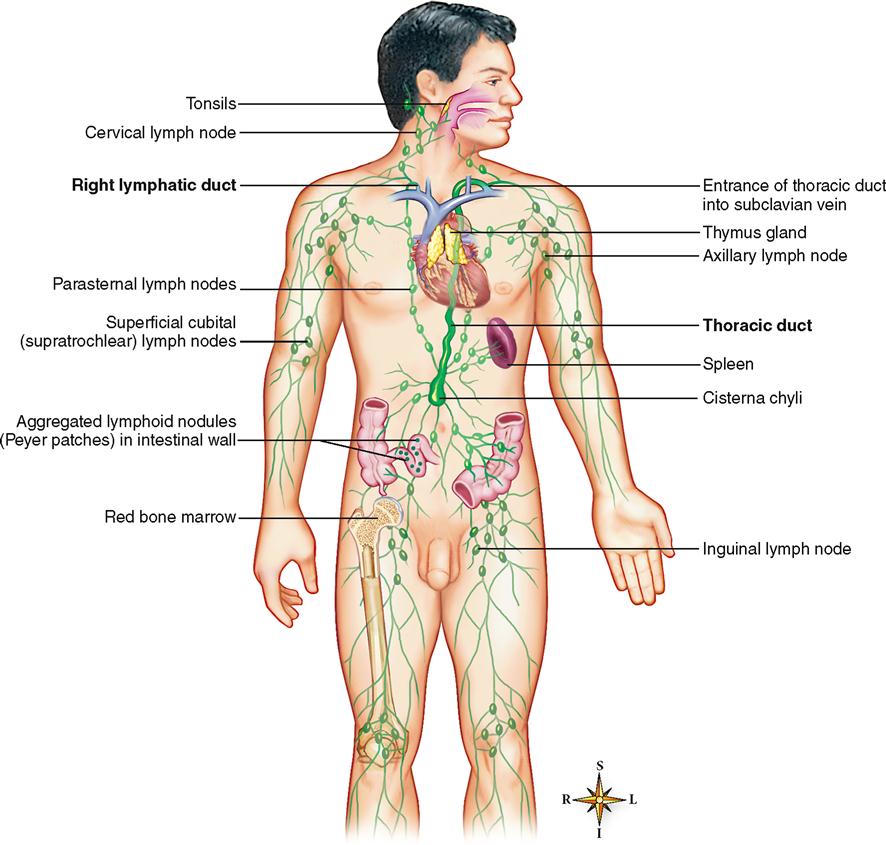 Lymphatic System | Basicmedical Key