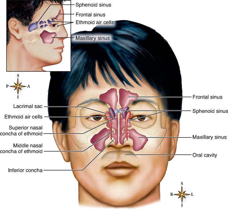 Frontal Nasal Cavity Labeled Is The Roof Of The Nasal Cavity Formed