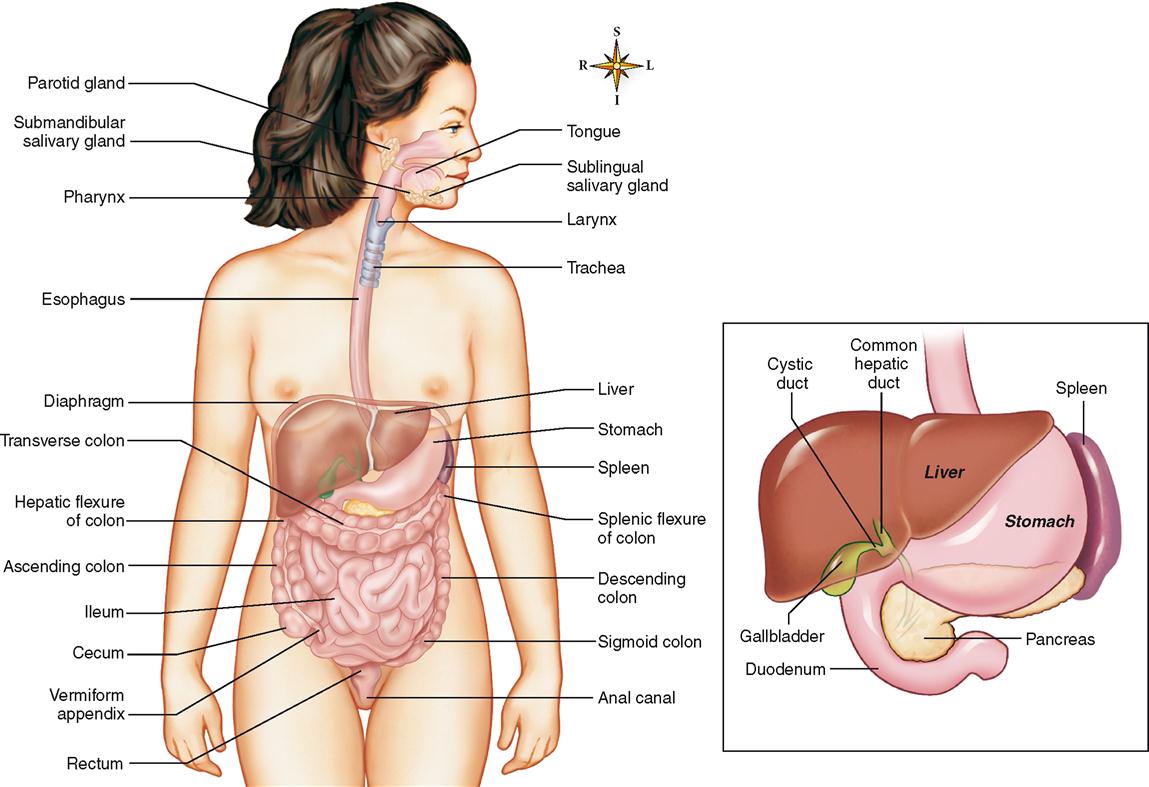 Anatomy of the Digestive System | Basicmedical Key