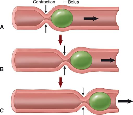 physiology-of-the-digestive-system-basicmedical-key