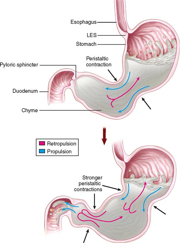 Physiology of the Digestive System | Basicmedical Key