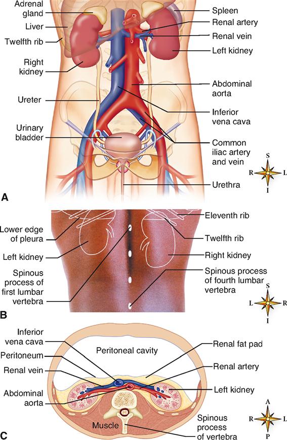 Urinary System | Basicmedical Key