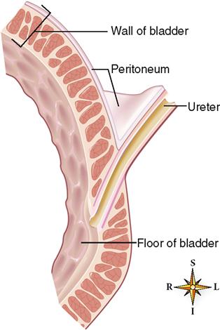 Urinary System | Basicmedical Key