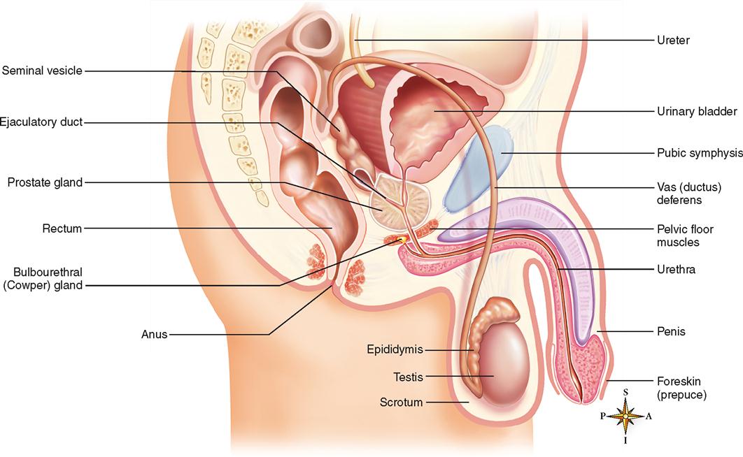 which include the male and female sex cells?