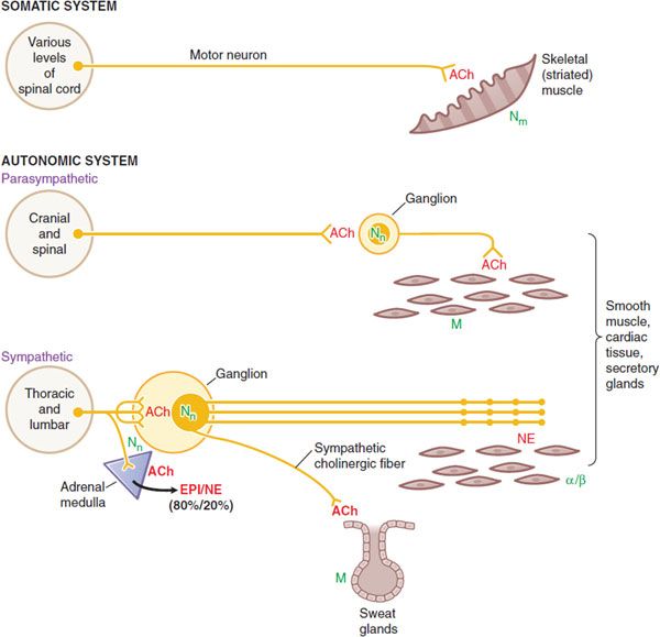 Where Do Somatic Motor Neurons Reside