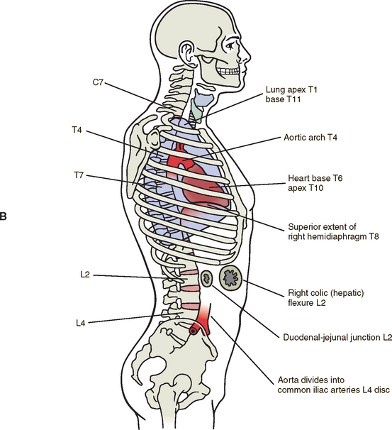 Surface Anatomy of the Back and Vertebral Levels of Clinically