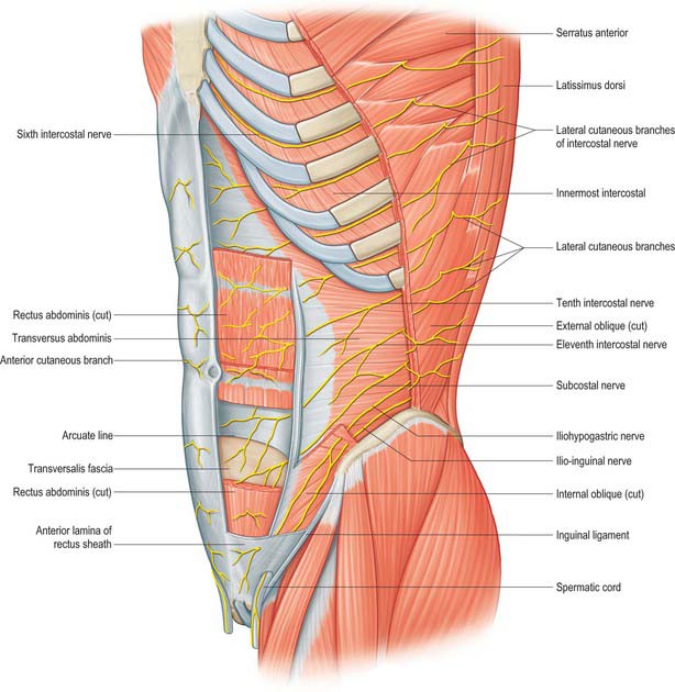 Cerebellum | Aclands Video Atlas of Human Anatomy