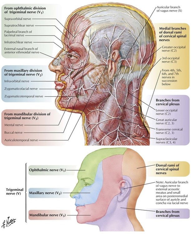 Head And Neck Basicmedical Key