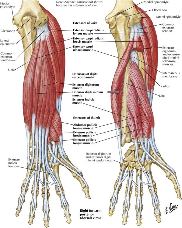 Deep Muscles Of The Forearm And Elbow Netter Upper Limb Anatomy Sexiz Pix