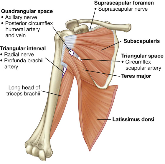 Upper Limb Basicmedical Key