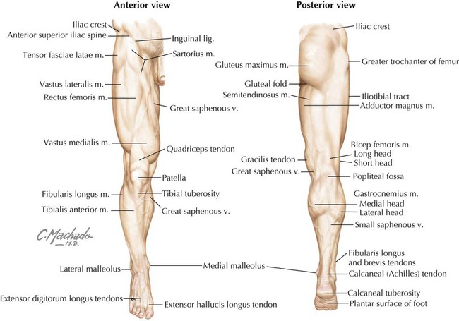 Lower Limb Basicmedical Key