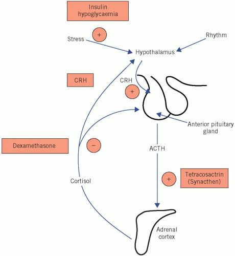 The Adrenal Cortex | Basicmedical Key