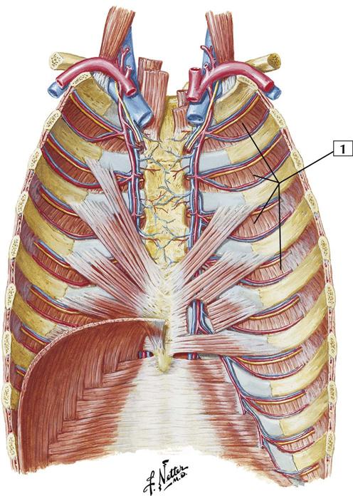 Thorax: Cards 3-1 to 3-26 | Basicmedical Key