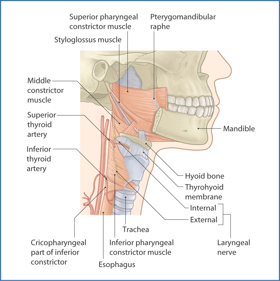 pharynx-and-larynx-basicmedical-key