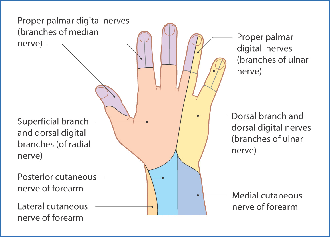 Hand Muscles Basicmedical Key