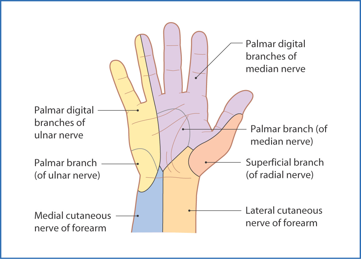 Dorsal Aspect Of Hand