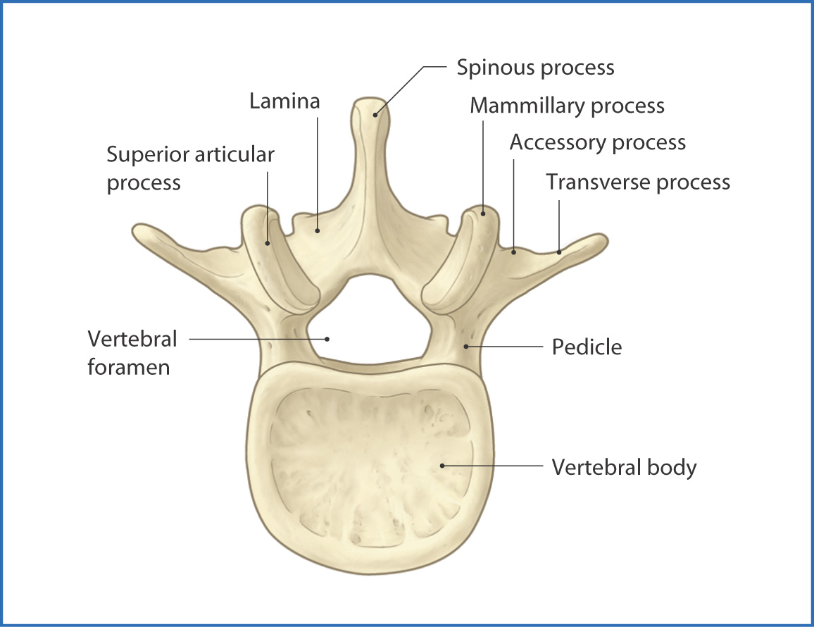 Vertebral Column Basicmedical Key 0500