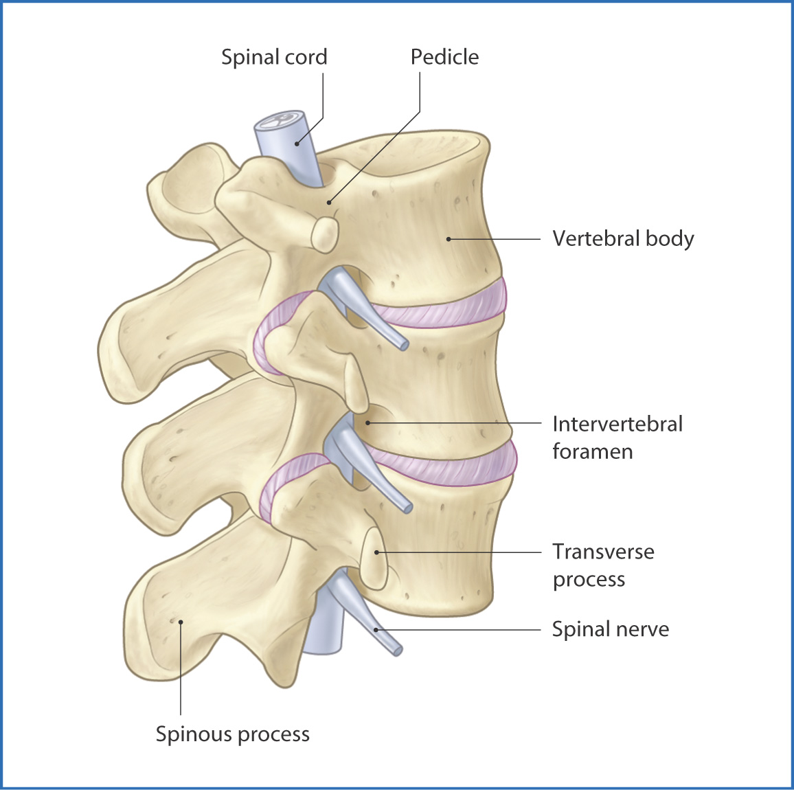 vertebral-column-basicmedical-key