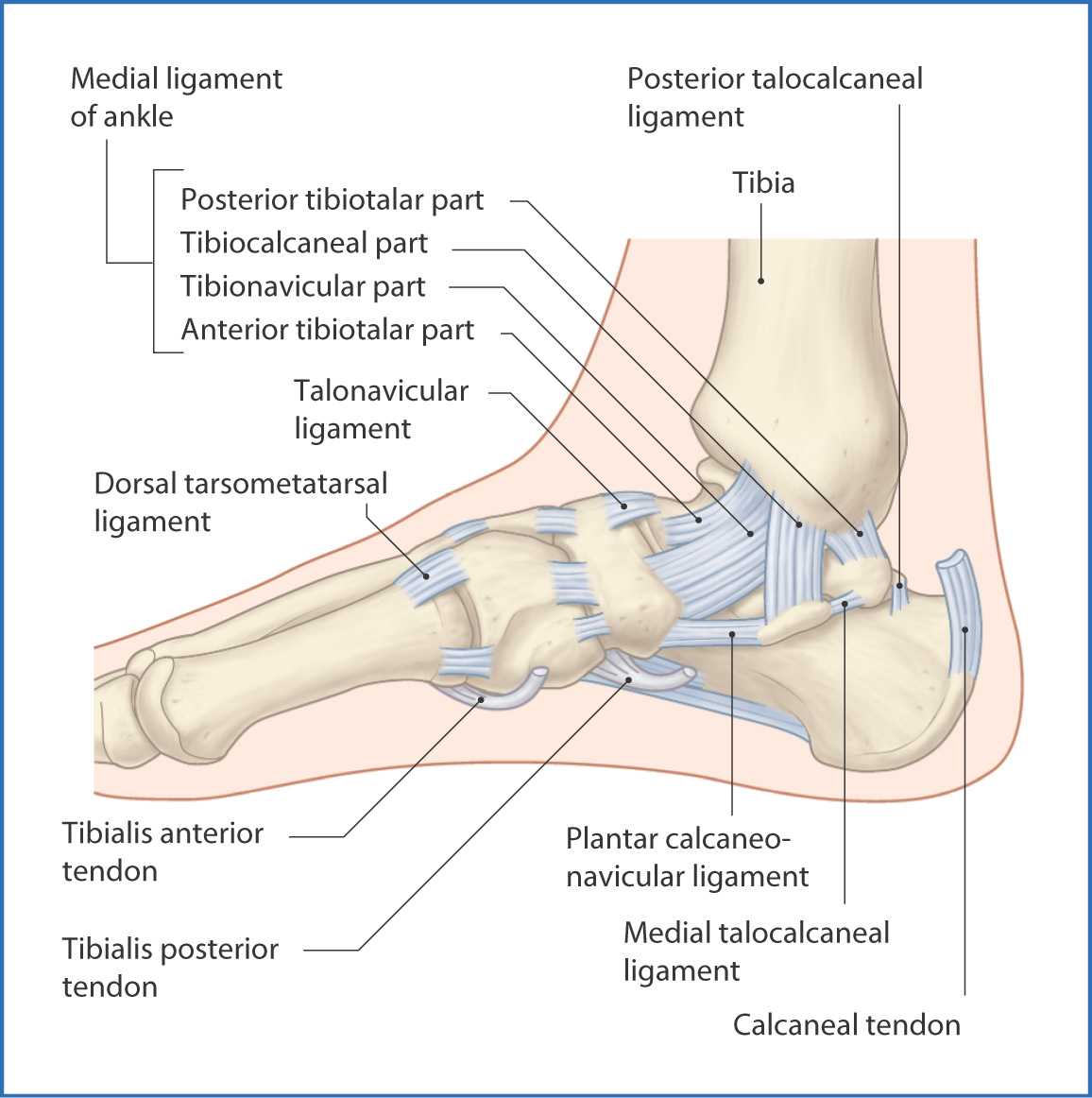 How Many Ankle Ligaments Are There