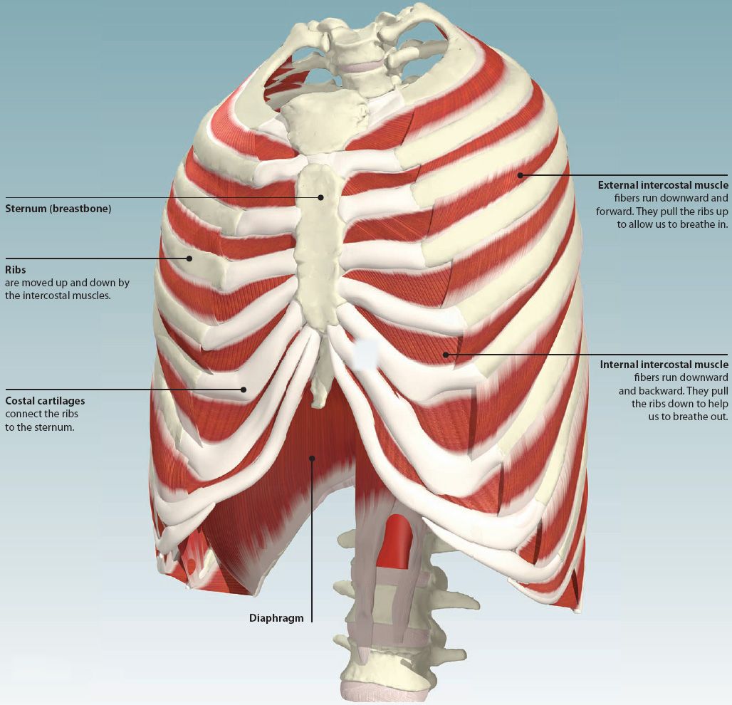 Rib Cage Muscles Anatomy Thoracic Muscles Attachments Actions My XXX 