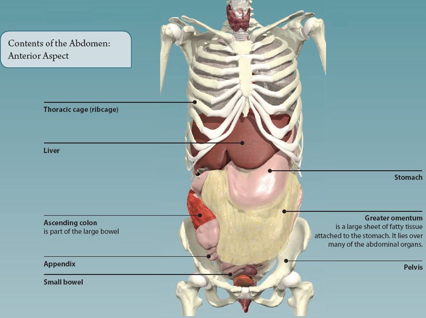 What Organs Are On The Right Front Side