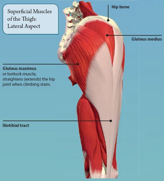 The Lower Limb Basicmedical Key