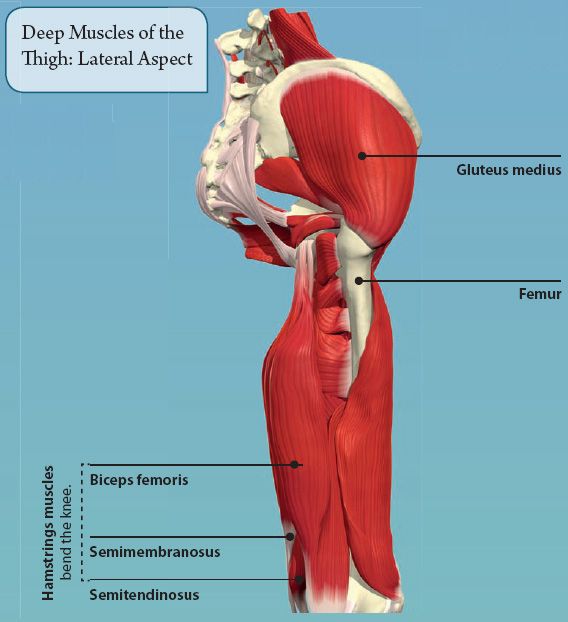 The Lower Limb Basicmedical Key