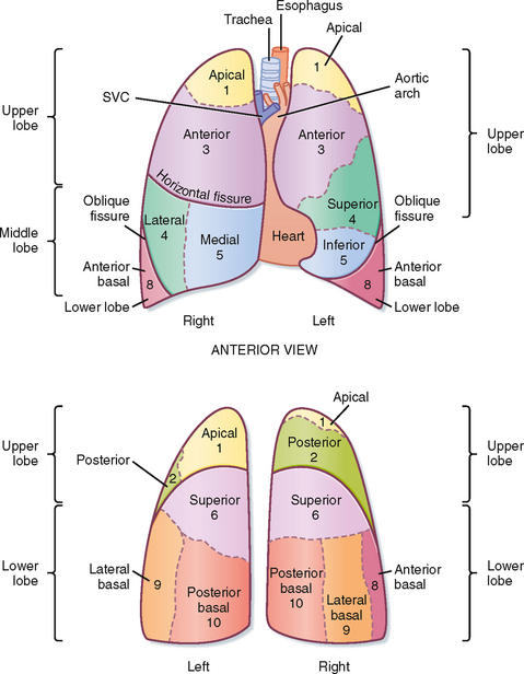 Structure and Function of the Respiratory System | Basicmedical Key