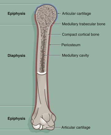 Skeletal tissues | Basicmedical Key
