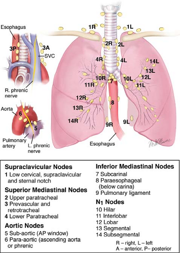 Pulmonary Resection Basicmedical Key