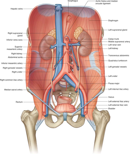 Anatomy of the Kidneys, Ureter, and Bladder | Basicmedical Key