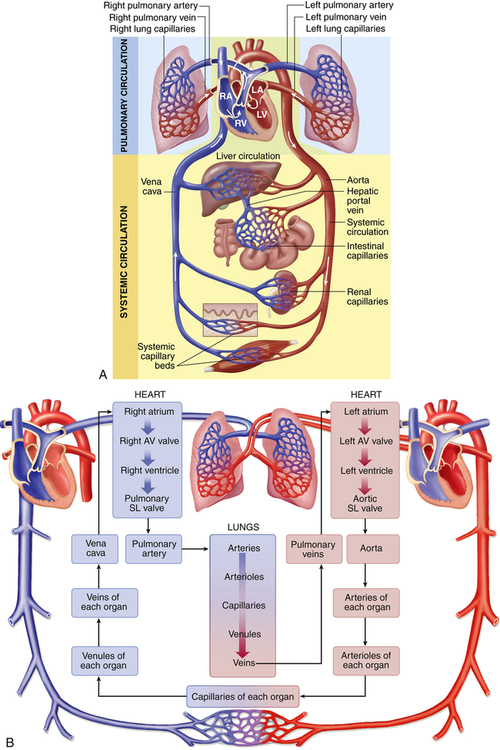 Structure and Function of the Cardiovascular and Lymphatic ...