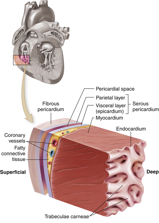 Structure and Function of the Cardiovascular and Lymphatic Systems