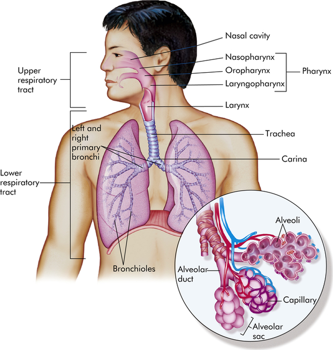 structure-and-function-of-the-pulmonary-system-basicmedical-key