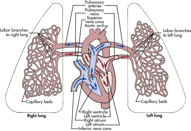 What Is The Difference Between Pulmonary Vein And Pulmonary Artery?