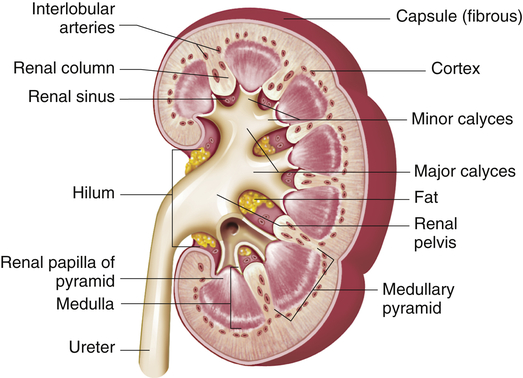 Structure and Function of the Renal and Urologic Systems | Basicmedical Key