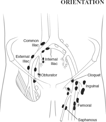 Inguinal Lymph Node Anatomy Images