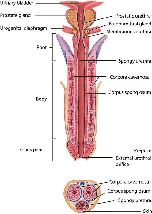 Function Of Glans Penis 52
