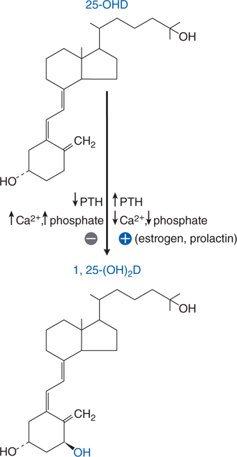 what is rocaltrol calcitriol used for