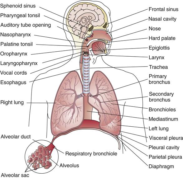 Respiratory System Disorders | Basicmedical Key