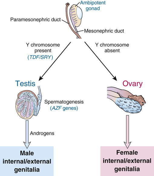 Sex Chromosomes And Their Abnormalities Basicmedical Key 1411