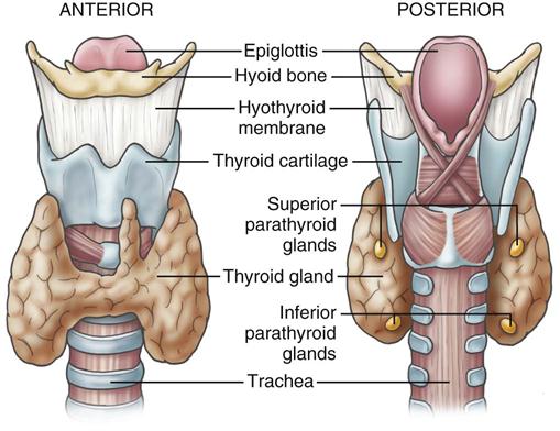 Thyroid and Parathyroid Surgery | Basicmedical Key