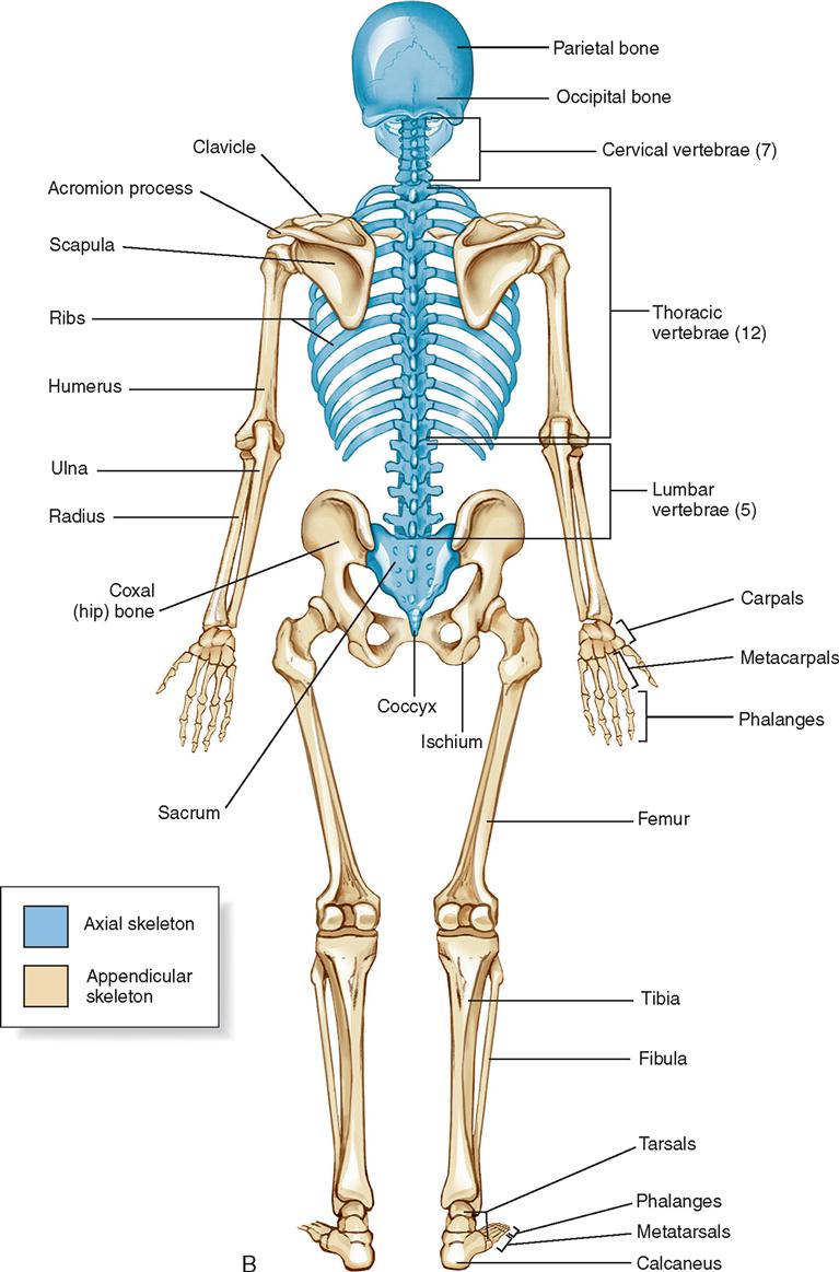 Skeletal Anatomy Posterior View