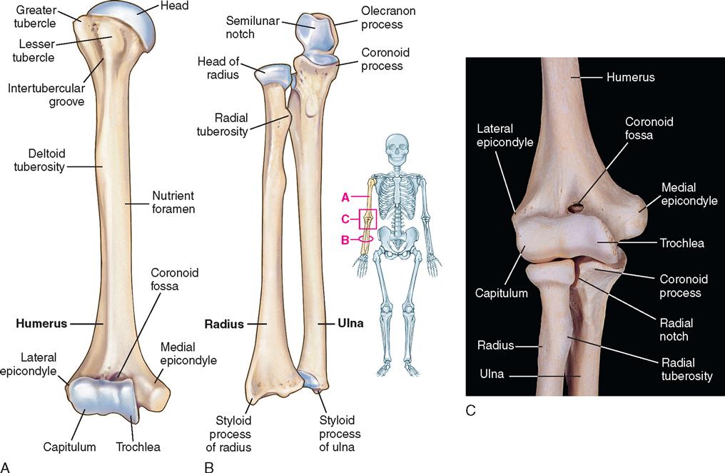 carpal-bones-wikiwand